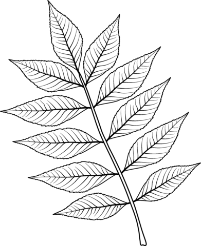 European Ash Leaf Coloring Page